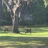 Review photo of Highlands Hammock State Park by Natasha H., October 8, 2019