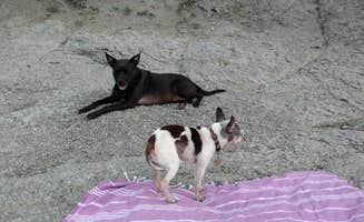 Natalie B.'s photo of camping with pets at Fish Hawk Campground - DAY USE ONLY - CAMPGROUND PERMANENTLY CLOSED near Helena, MT