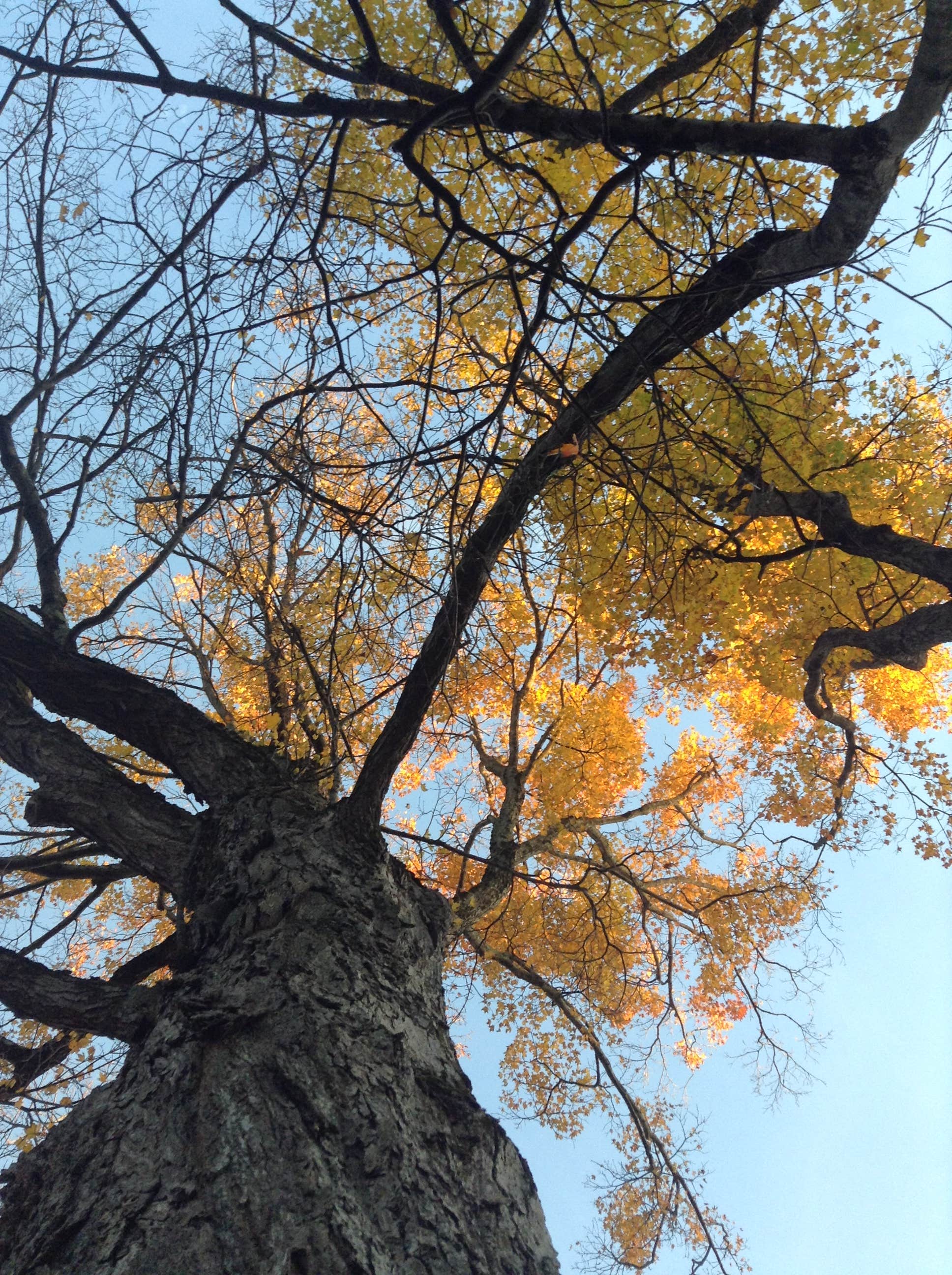 Camper submitted image from Lake Erie State Park Campground - 2