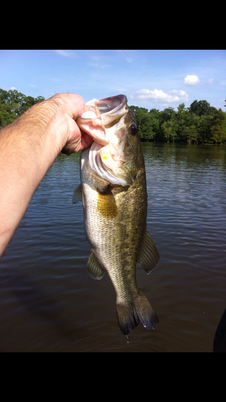 Camper submitted image from Yogi on the Lake - Jellystone Pelahatchie - 5