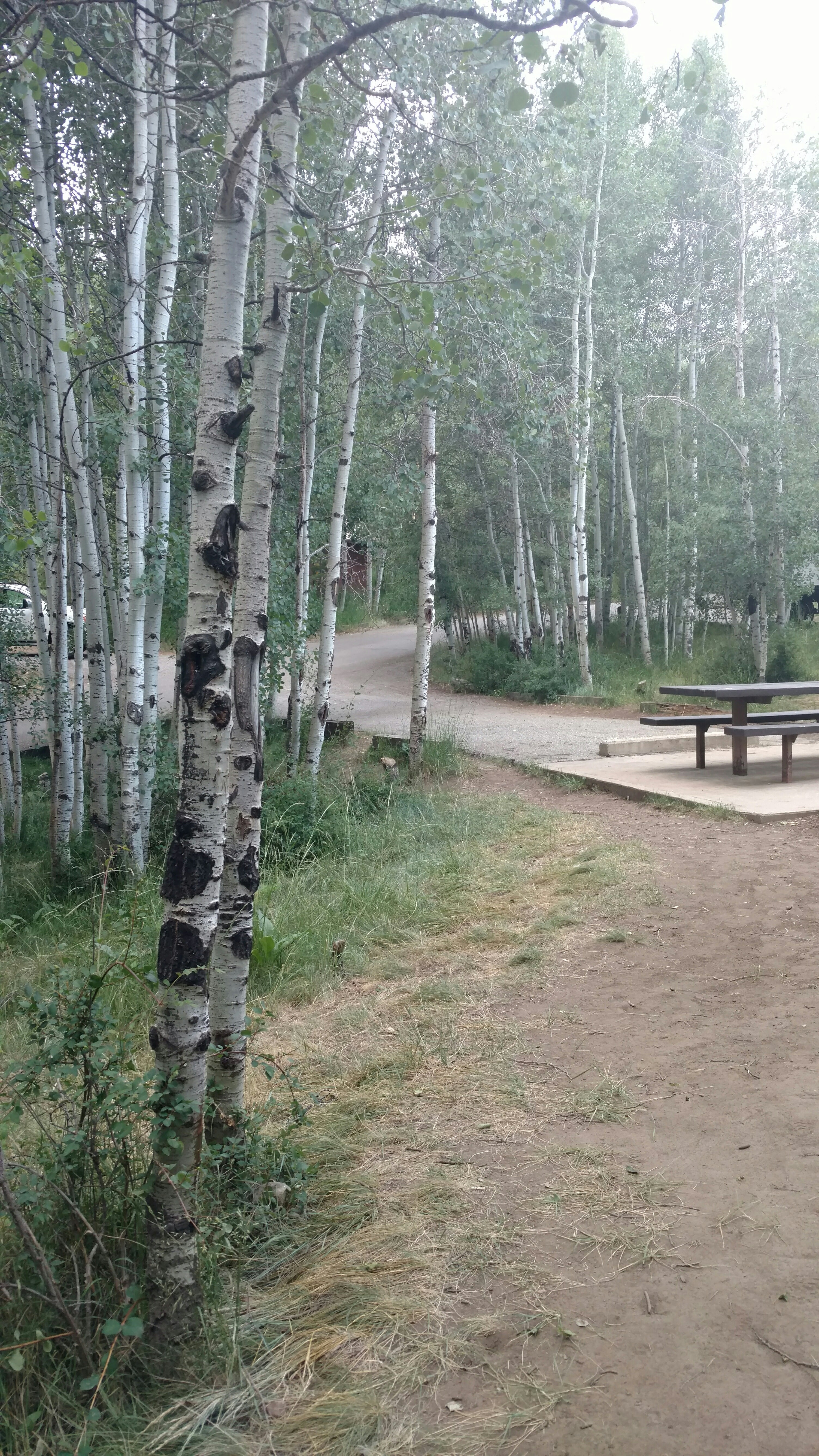 Camper submitted image from Aspen Grove (uinta-wasatch-cache National Forest, Ut) - 1