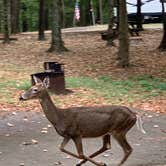 Review photo of O'Bannon Woods State Park Campground by Stacey S., October 8, 2019