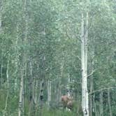 Review photo of Aspen Grove (uinta-wasatch-cache National Forest, Ut) by Natalie B., August 15, 2017