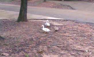 Onara G.'s photo of rv camping at Lincoln Parish Park near Ruston, LA