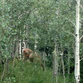 Review photo of Aspen Grove (uinta-wasatch-cache National Forest, Ut) by Natalie B., August 15, 2017