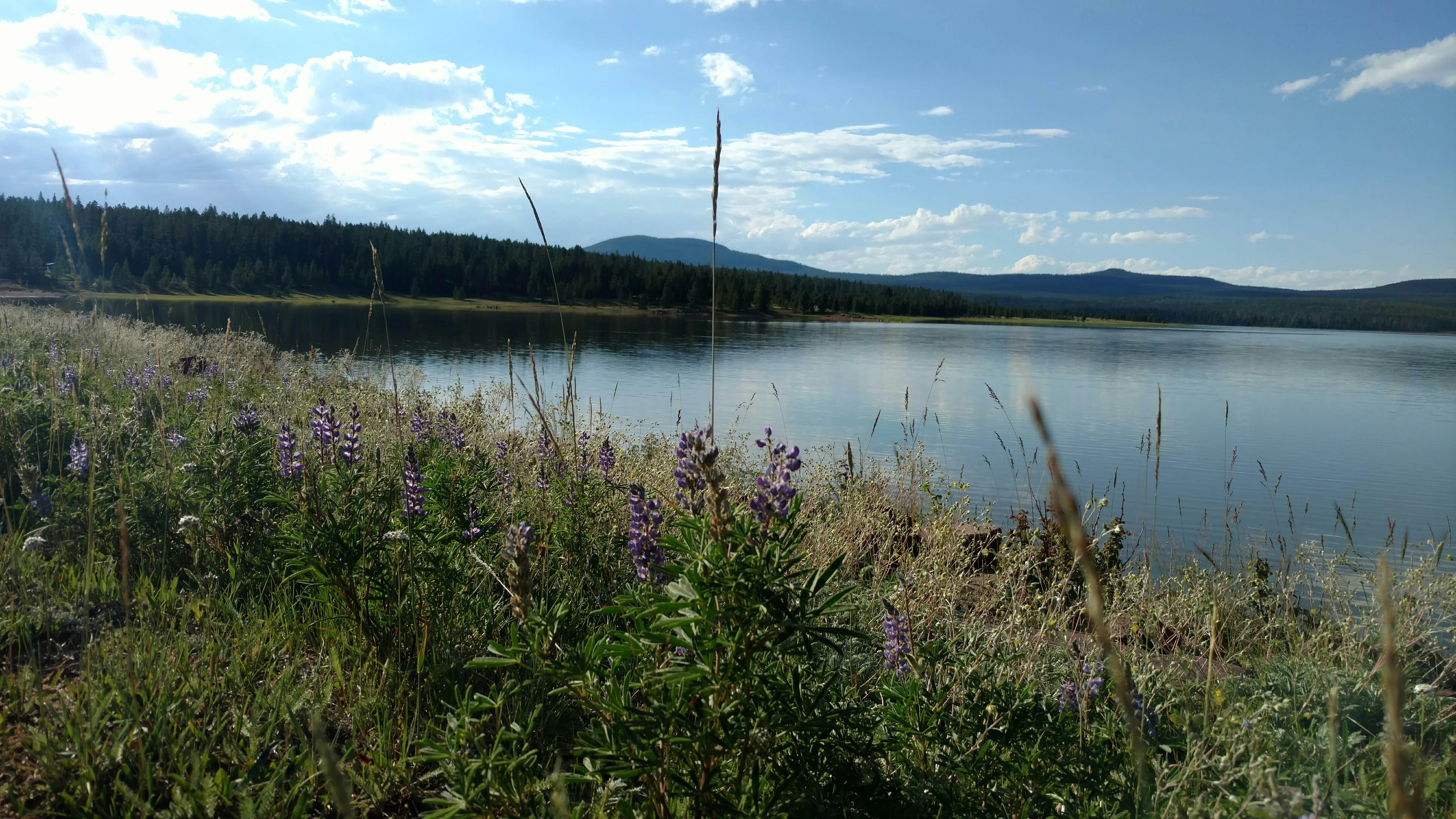 Camper submitted image from Oaks Park Campground - Ashley National Forest - 2