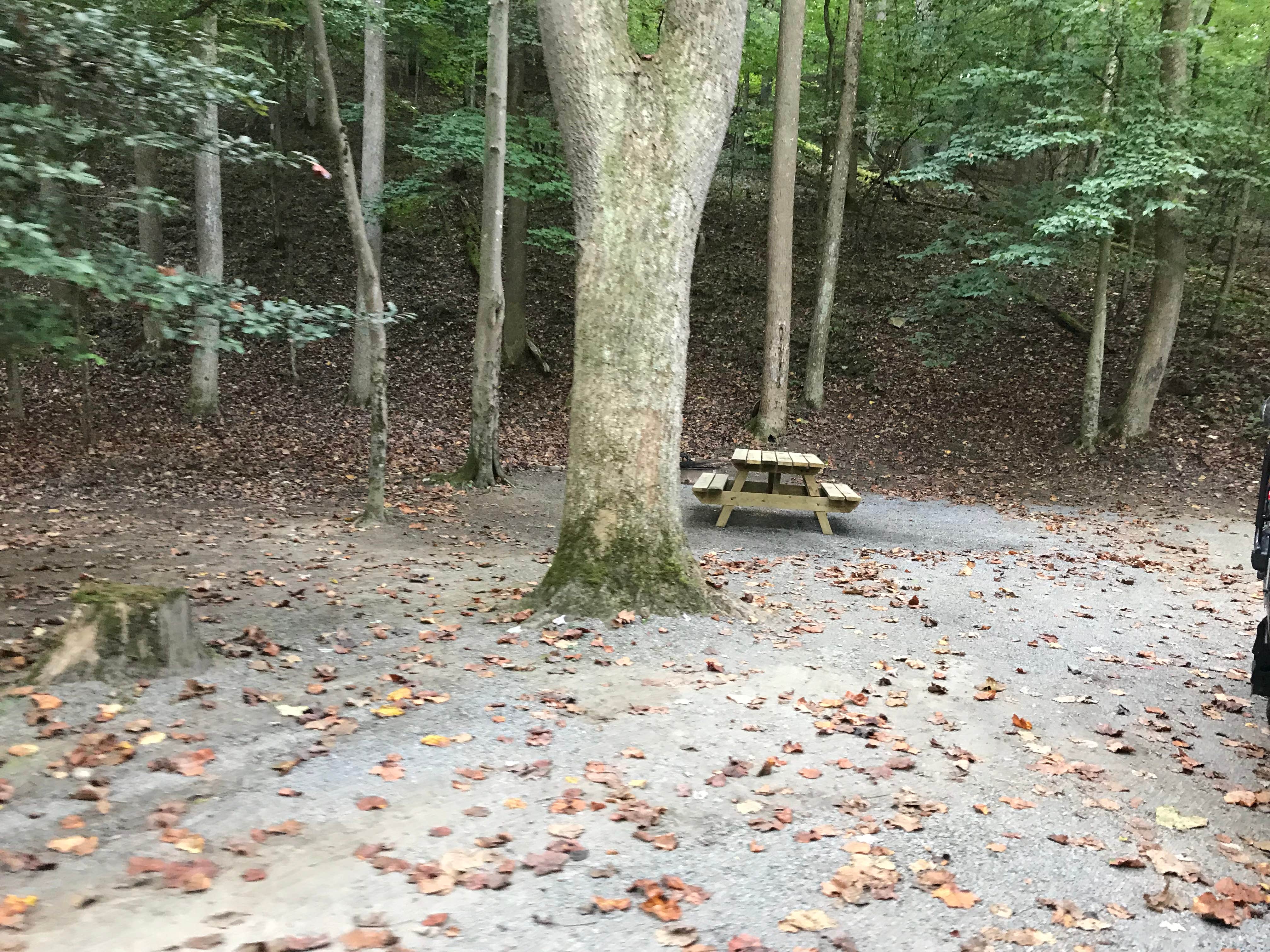Camper-submitted photo at Holly River State Park Campground near Walkersville, WV