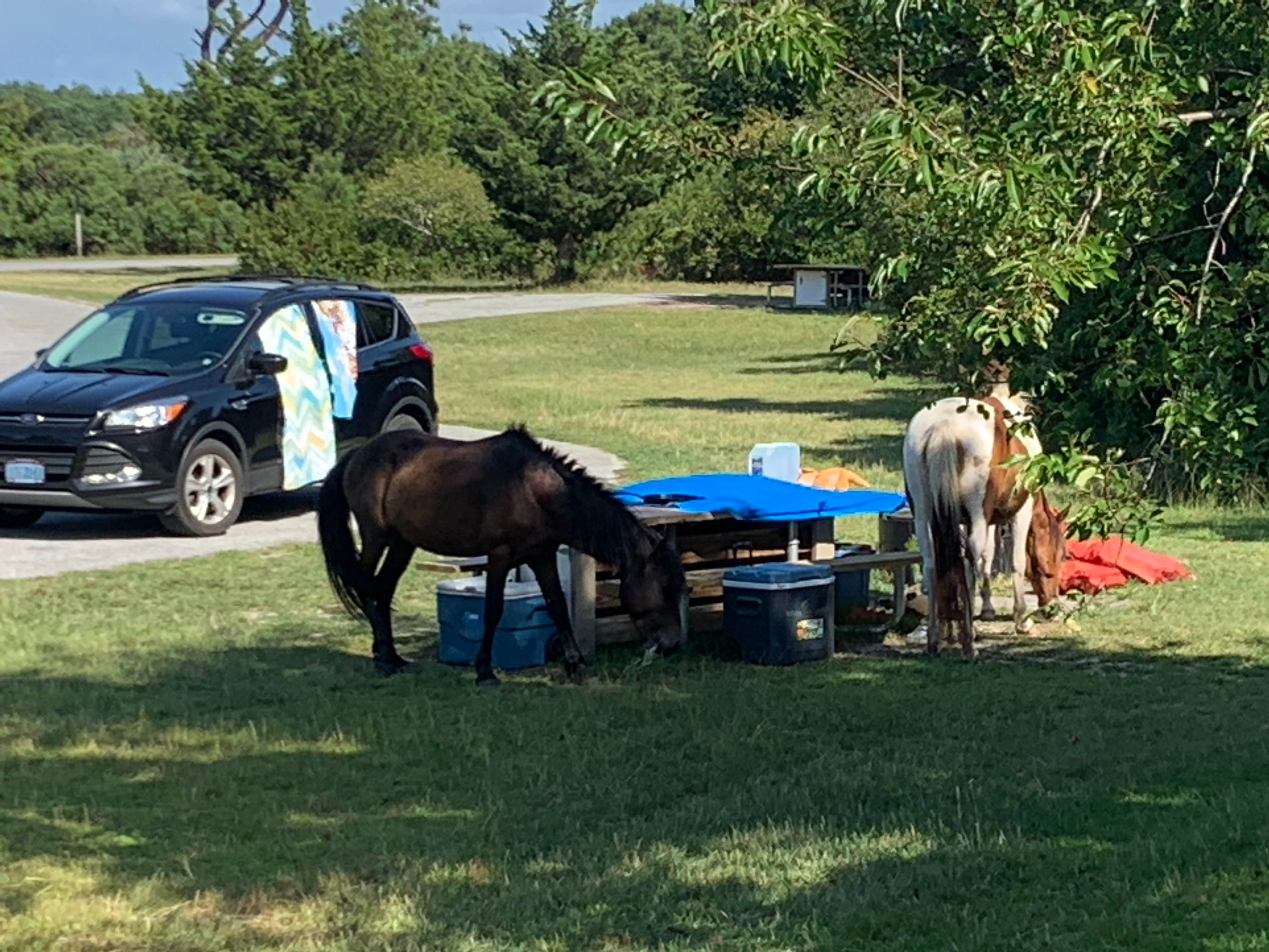 A.R. R.'s photo of camping with a horse at Bayside Assateague Campground — Assateague Island National Seashore near Millsboro, DE