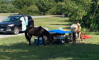 A.R. R.'s photo of camping with a horse at Bayside Assateague Campground — Assateague Island National Seashore in Maryland