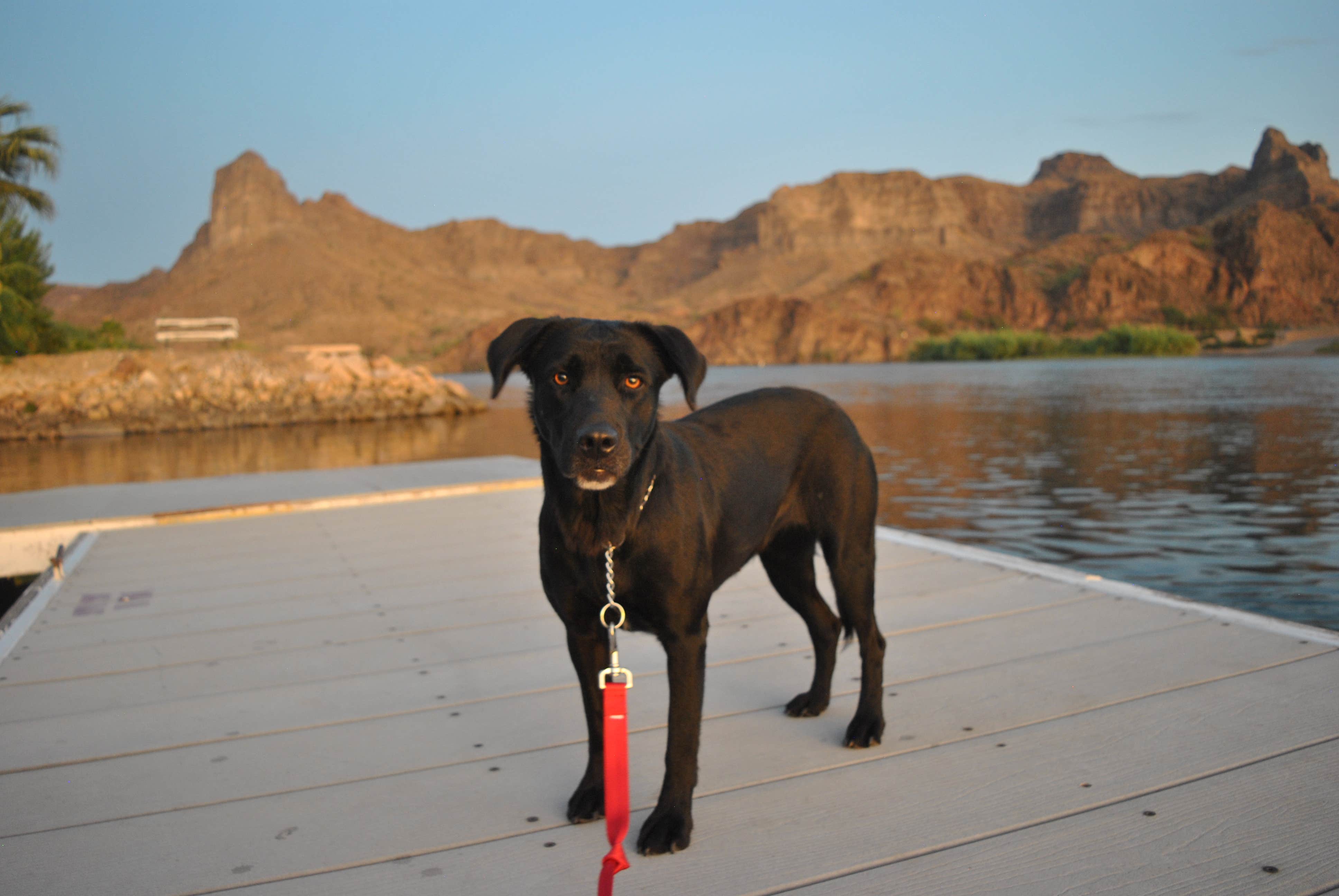 Tara C.'s photo of camping with pets at River Lodge Resort near Parker Dam, CA