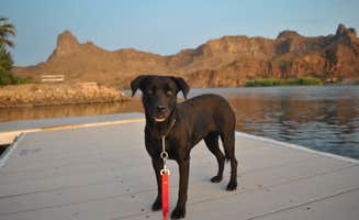 Tara C.'s photo of camping with pets at River Lodge Resort near Earp, CA