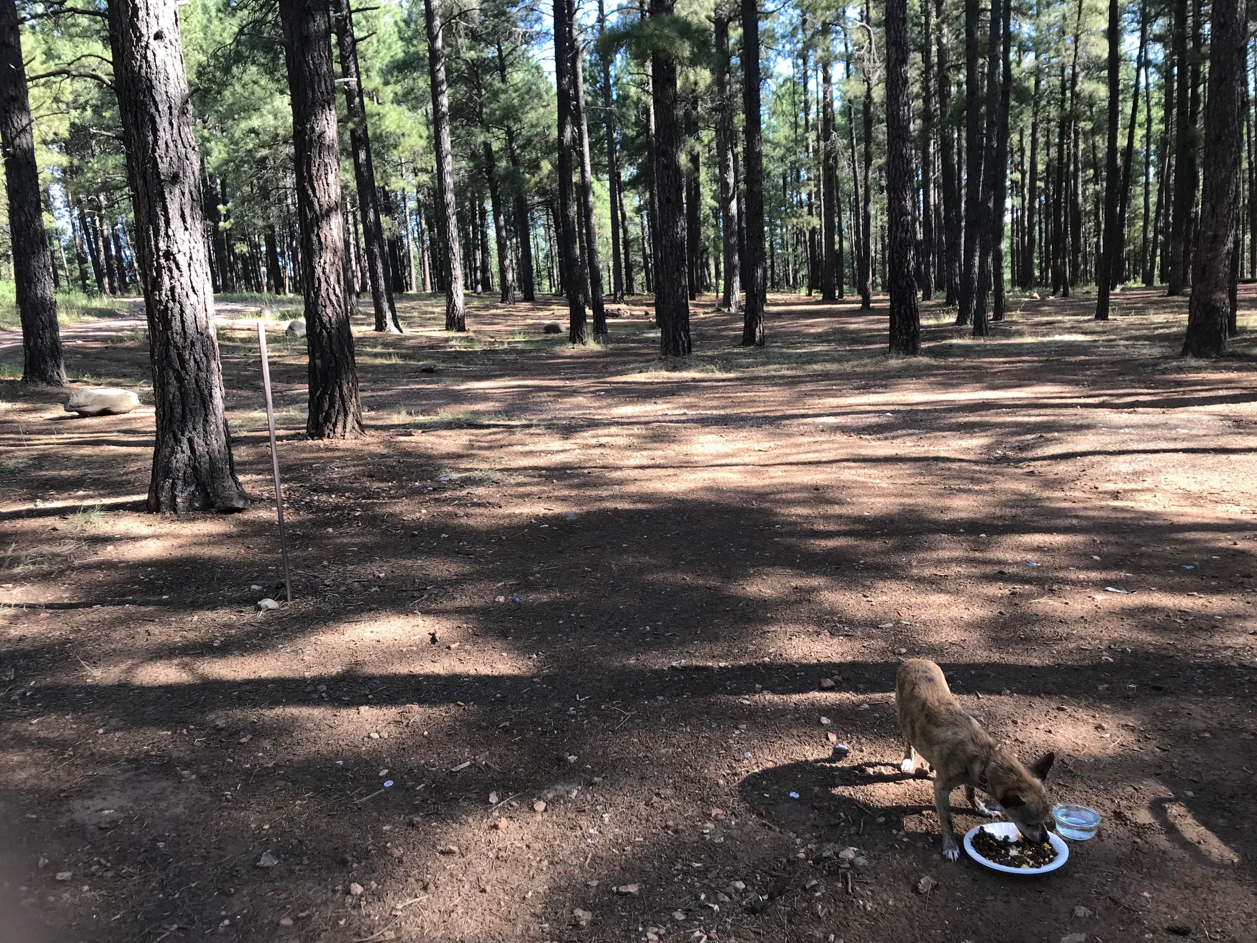 Camper-submitted photo at Pumphouse Wash (FR 237) Dispersed Camping Area near Williams, AZ