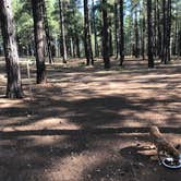 Review photo of Pumphouse Wash (FR 237) Dispersed Camping Area by John M., October 12, 2019