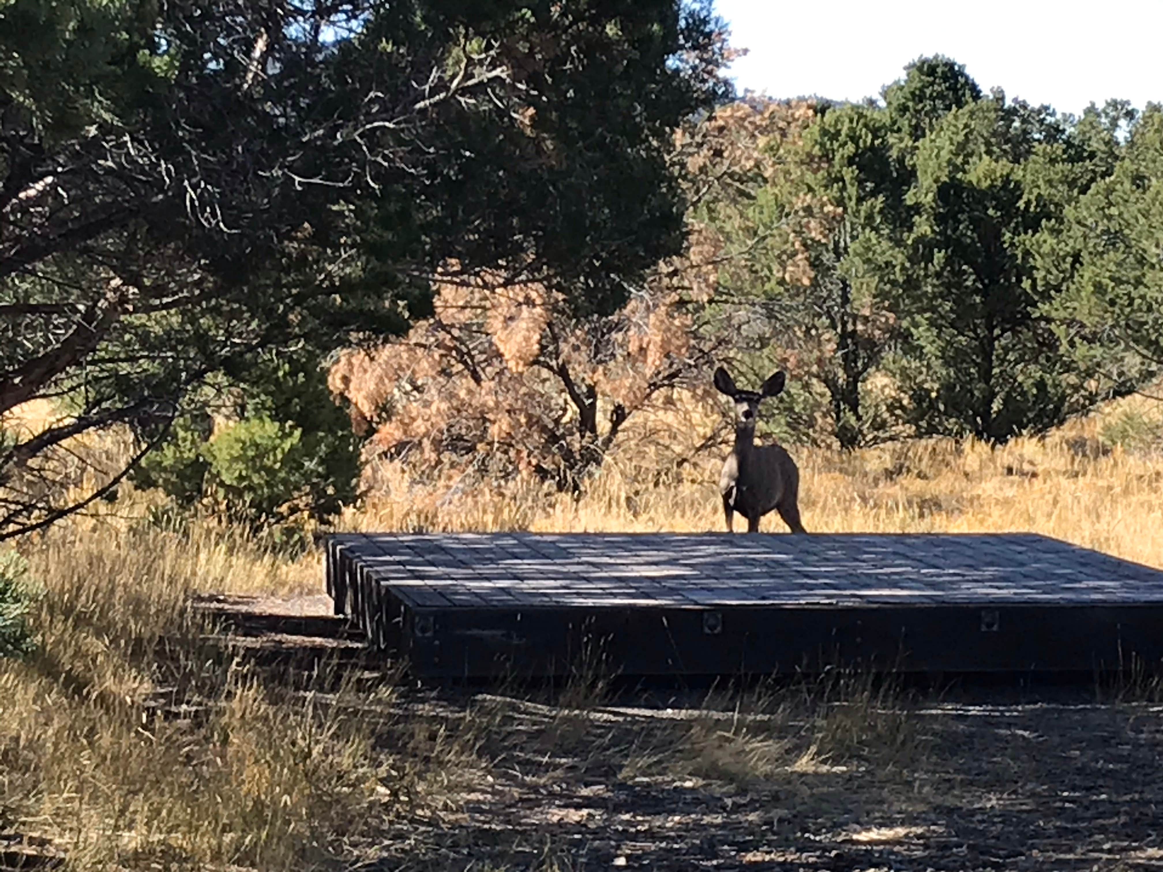 Camper-submitted photo at Elk Ridge Campground — Ridgway State Park near Black Canyon of the Gunnison National Park