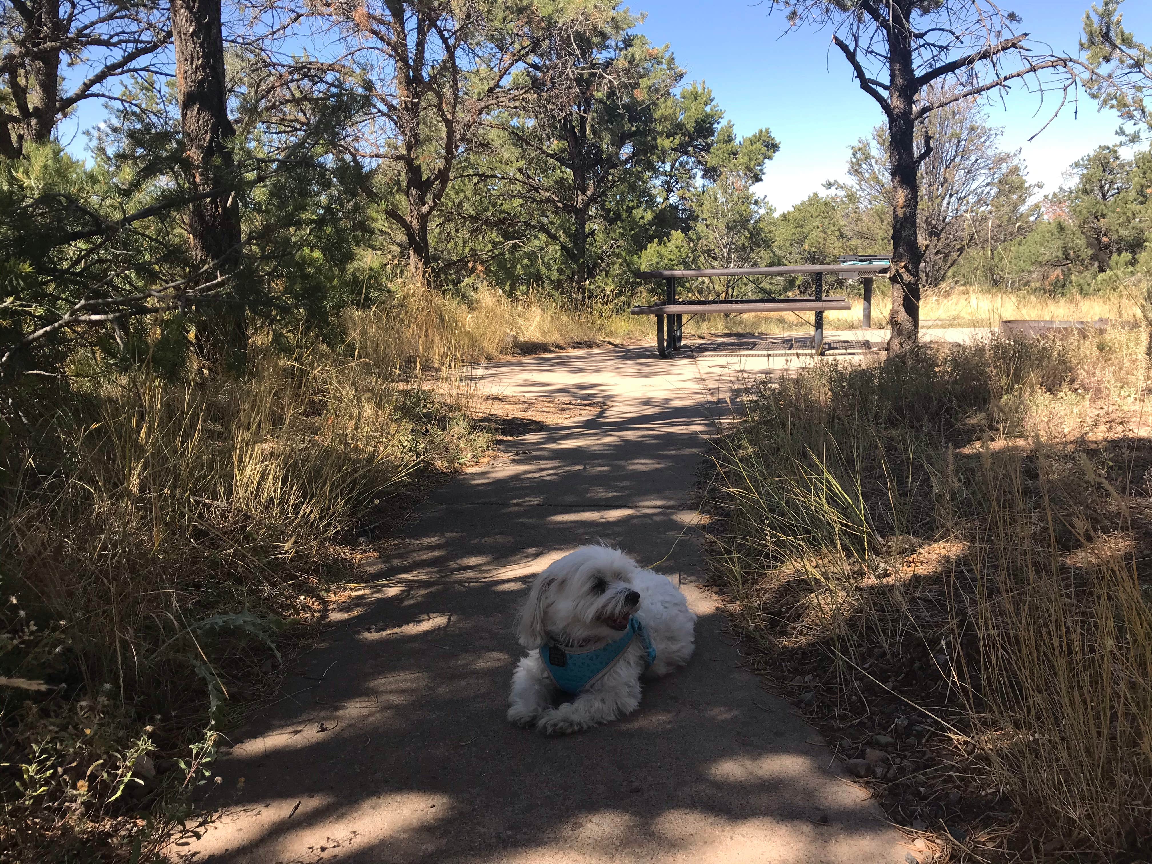 Denise K.'s photo of camping with pets at Elk Ridge Campground — Ridgway State Park near Ridgway, CO