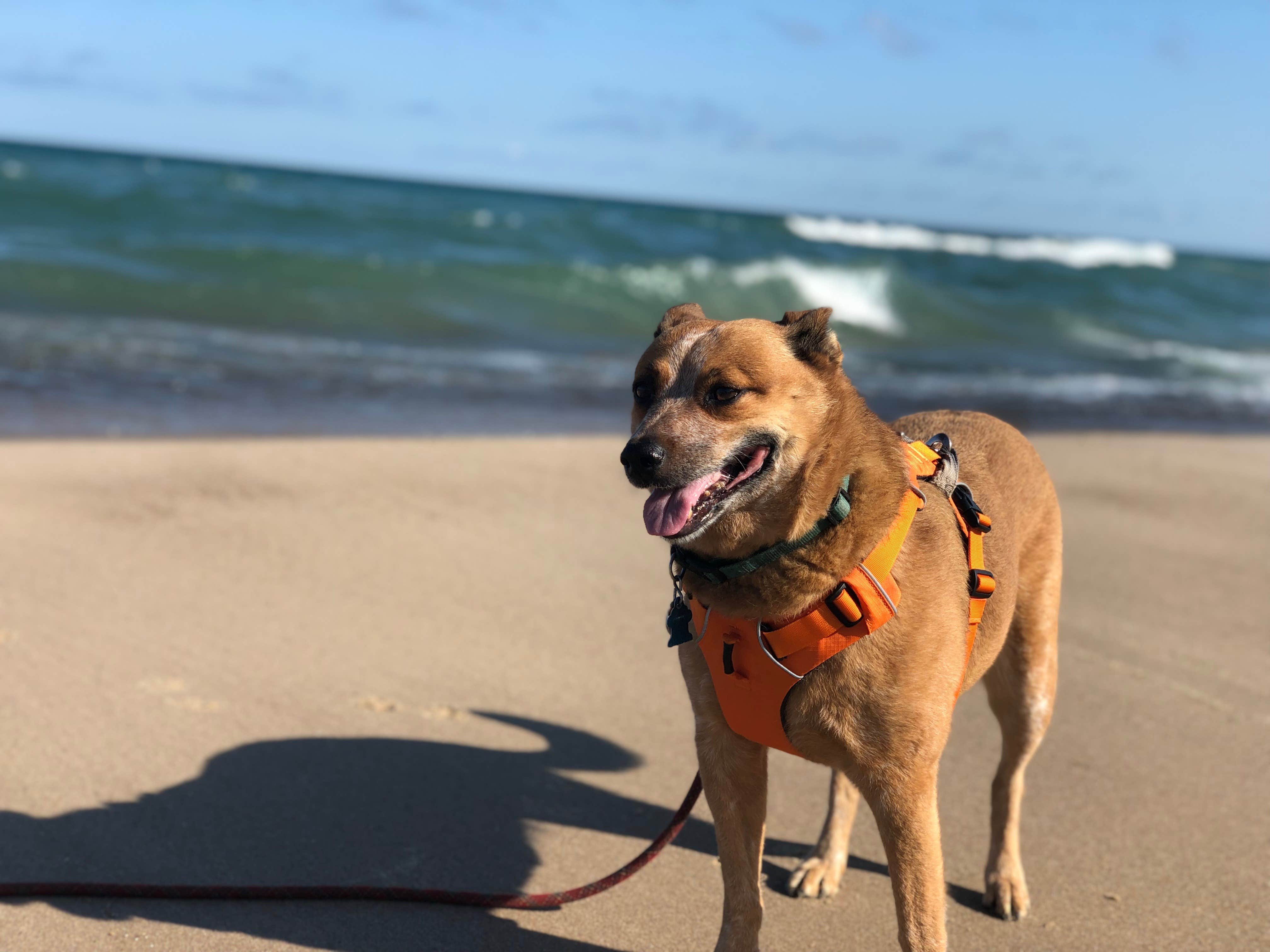 Art S.'s photo of camping with pets at Mount Randall Campground — Warren Dunes State Park near New Carlisle, IN