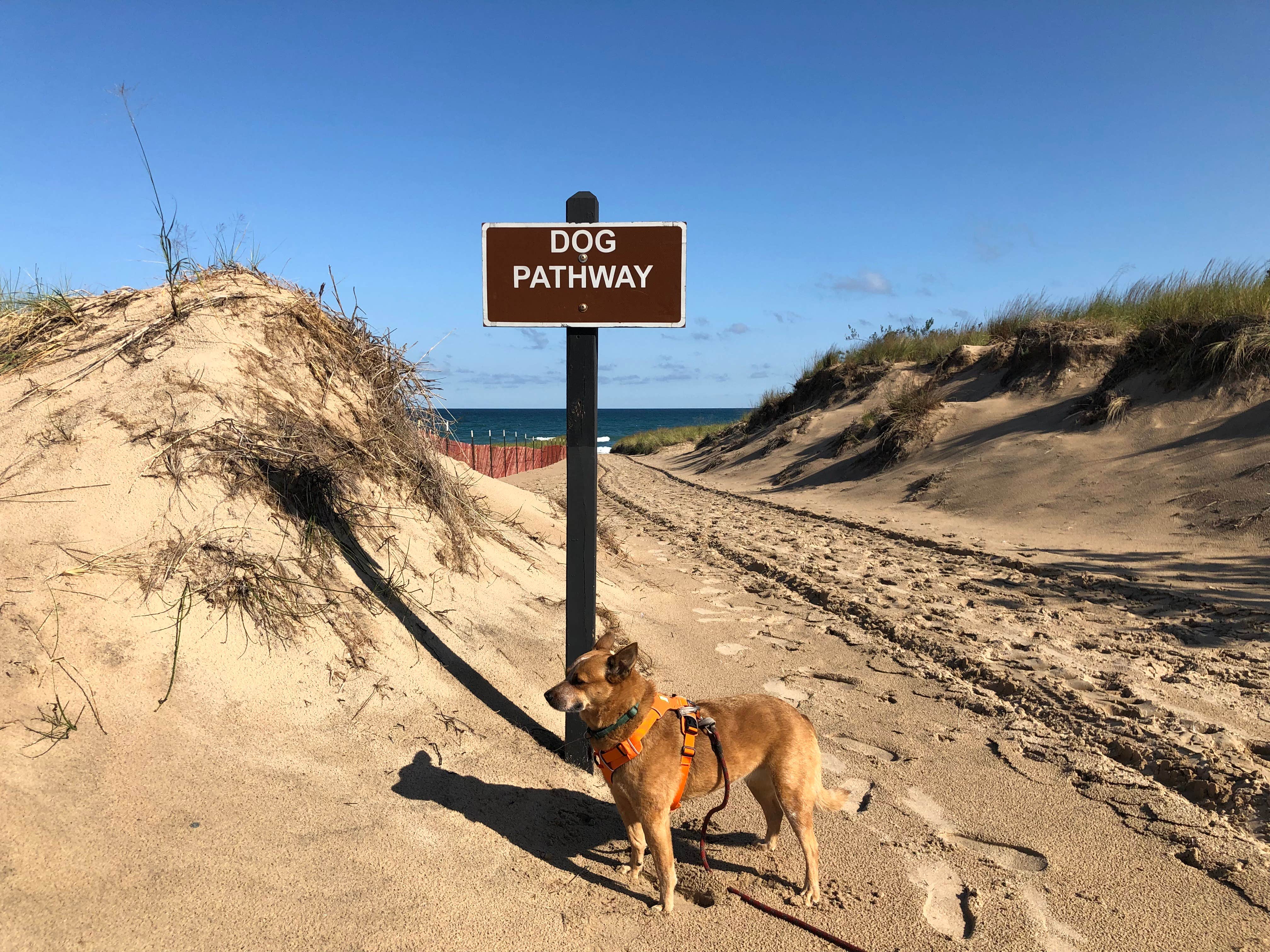 Art S.'s photo of camping with pets at Warren Dunes State Park Campground near New Buffalo, MI