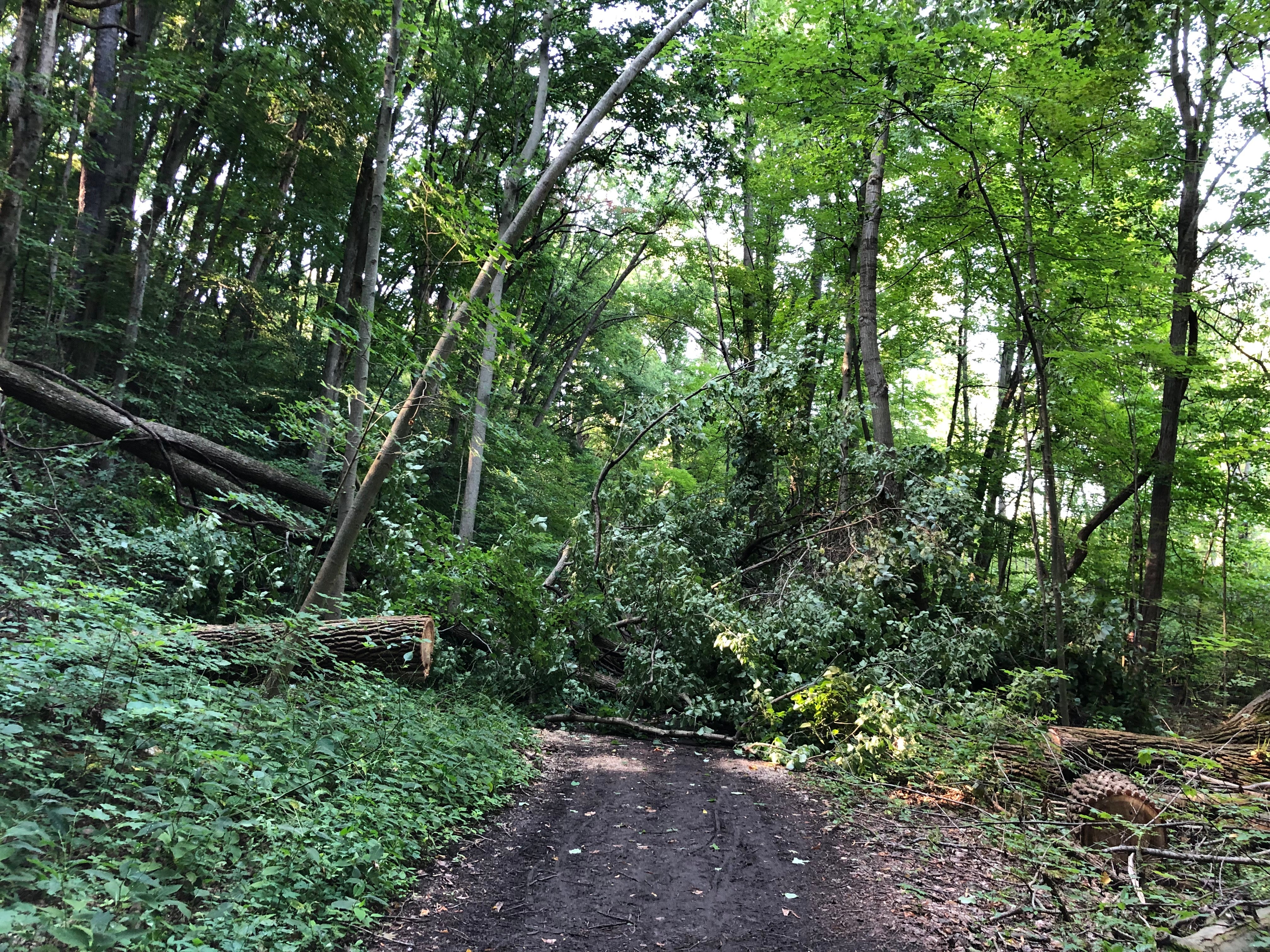 Trees were down on the trail when we visited
