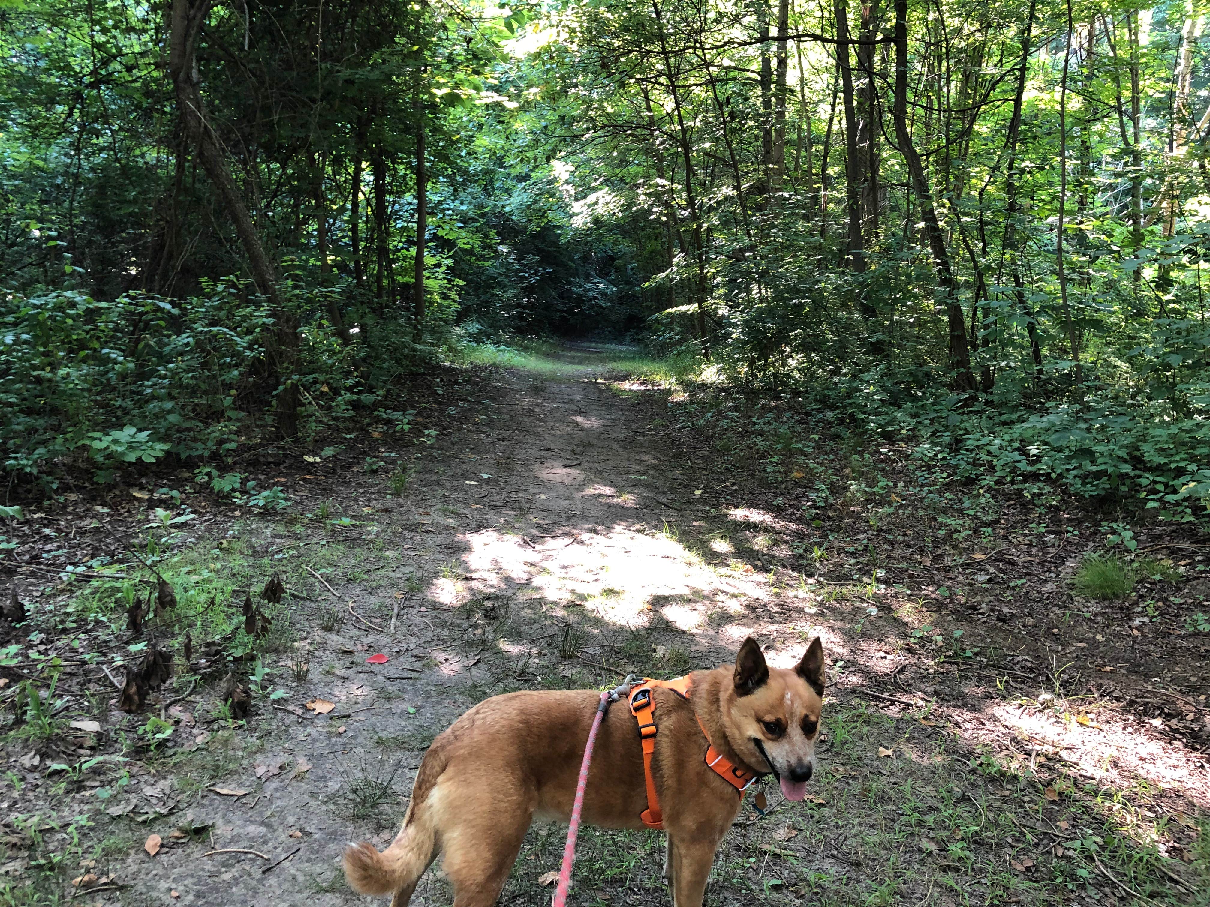Art S.'s photo of camping with pets at Mount Randall Campground — Warren Dunes State Park near Dune Acres, IN