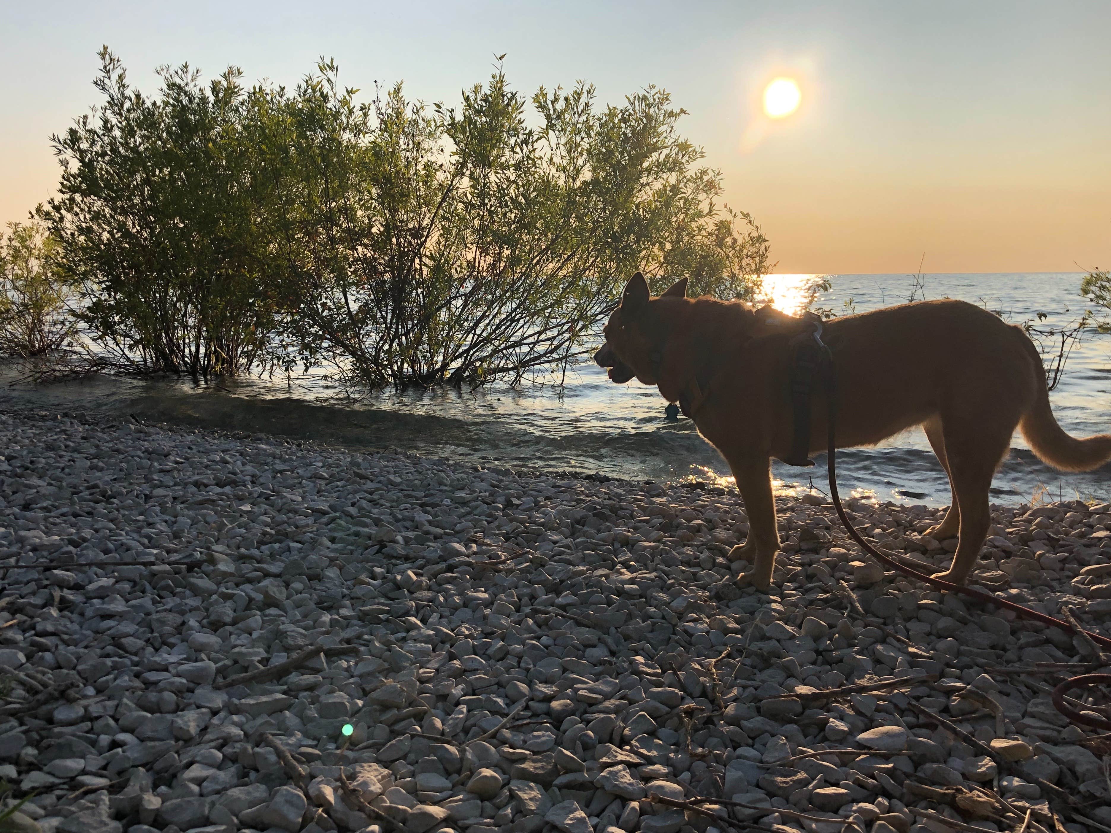 Art S.'s photo of camping with pets at Leelanau State Park Campground near Petoskey, MI