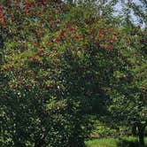 Review photo of Leelanau State Park Campground by Art S., October 12, 2019