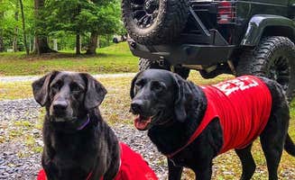 Mounatin Lake C.'s photo of camping with pets at Mountain Lake Campground and Cabins near Duck, WV