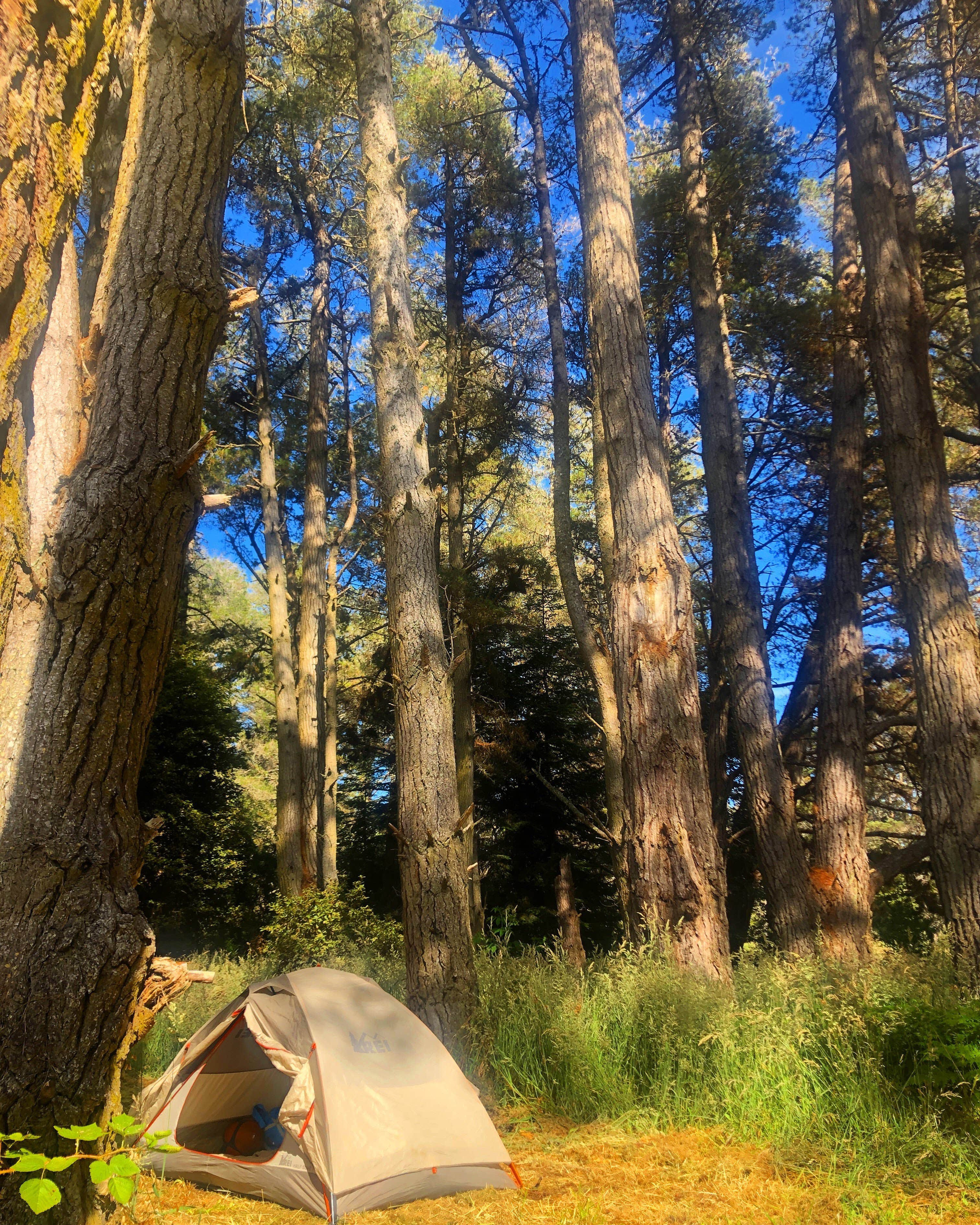 Camper submitted image from Jughandle Creek Farm - 4