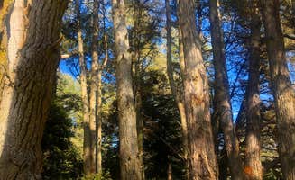 Hayley K.'s photo of tent camping at Jughandle Creek Farm near Soda Springs, CA