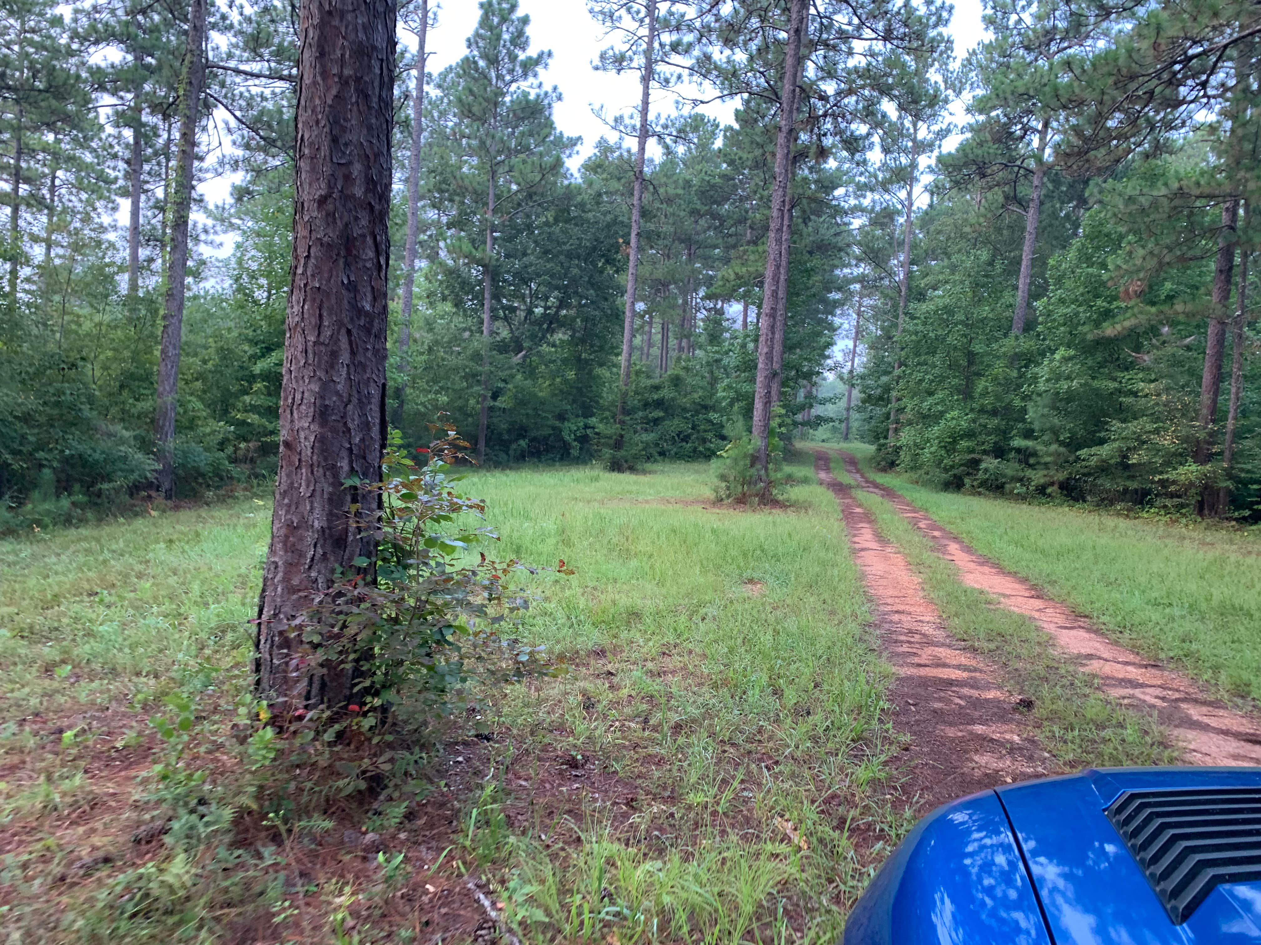 Nate H.'s photo at Hollins Wildlife Camping Area near Hollins, AL