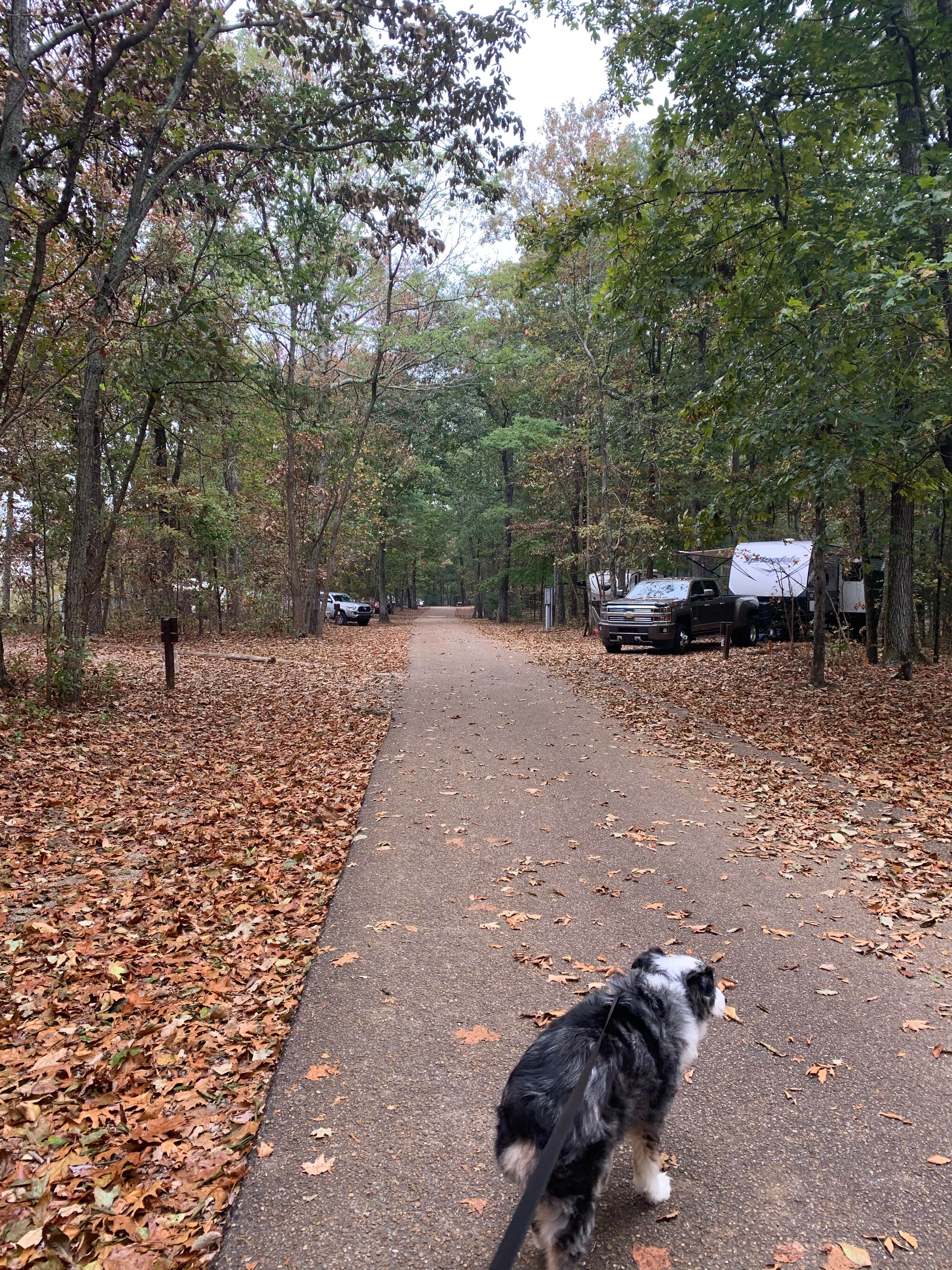 Nickie F.'s photo of camping with pets at Monte Sano State Park Campground near Rogersville, AL