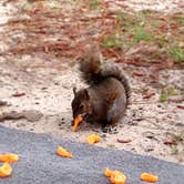 Review photo of Topsail Hill Preserve State Park Campground by Nickie F., October 13, 2019