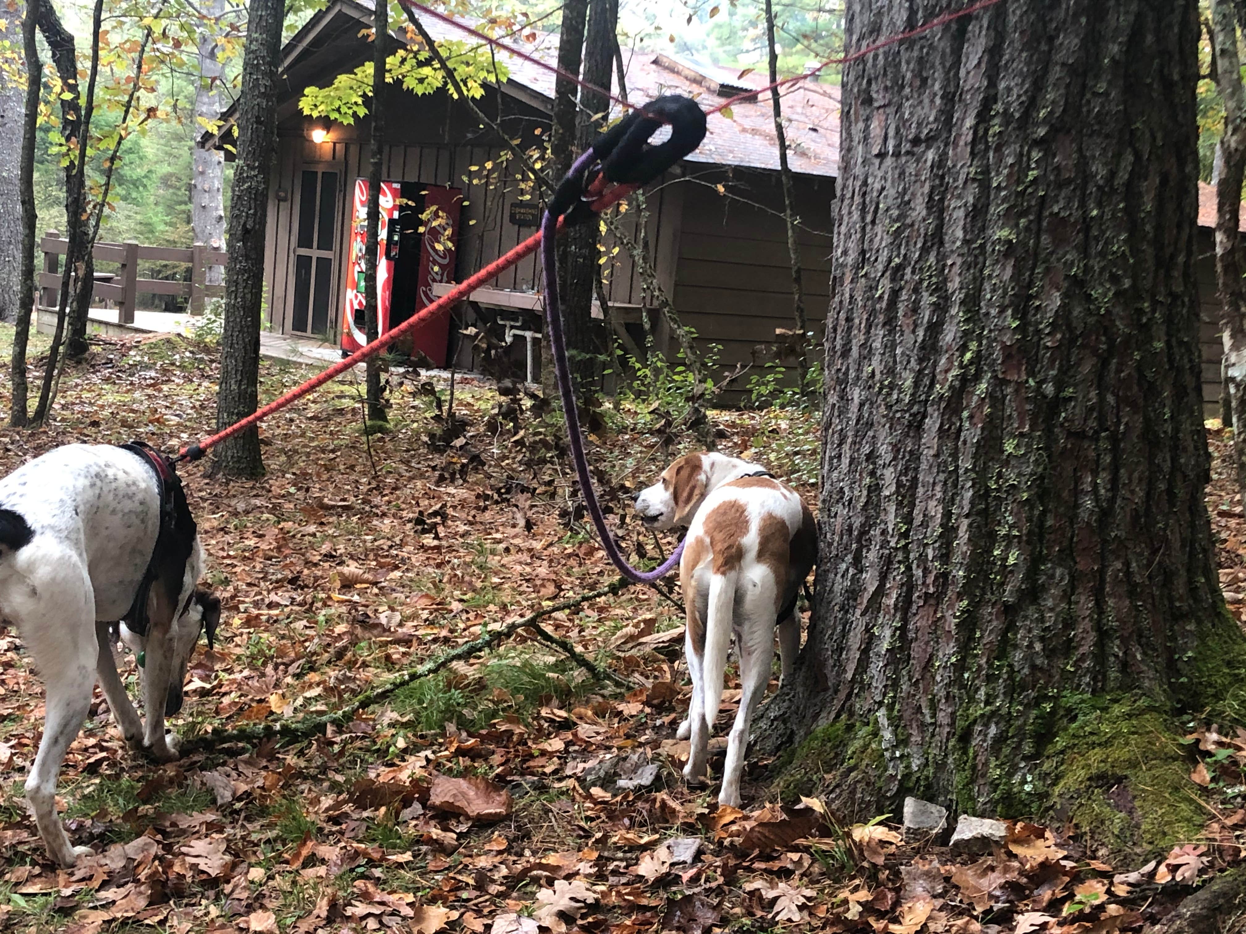 Jackie P.'s photo of camping with pets at Beaver Creek Campground — Watoga State Park near Lewisburg, WV