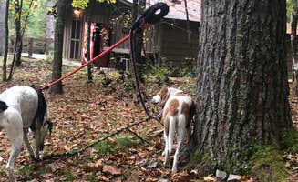 Jackie P.'s photo of camping with pets at Beaver Creek Campground — Watoga State Park near Monongahela National Forest