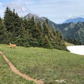 Review photo of Heart O' the Hills Campground — Olympic National Park by Suzanne S., October 14, 2019