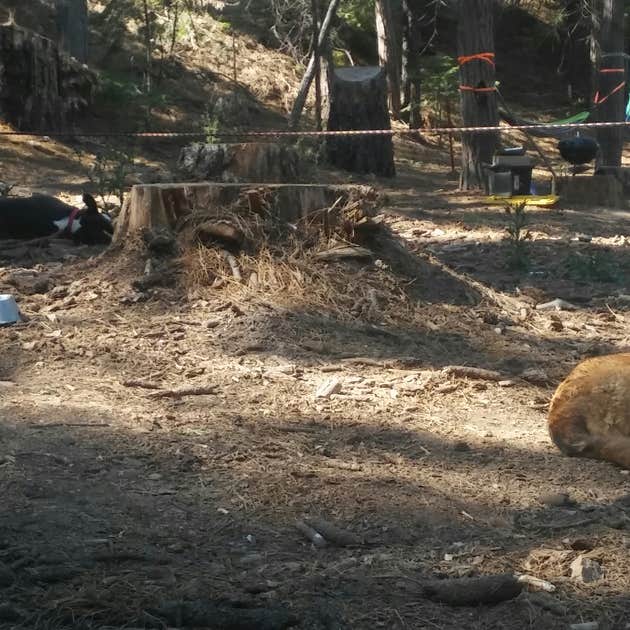 Fraser Flat Campground Long Barn, CA