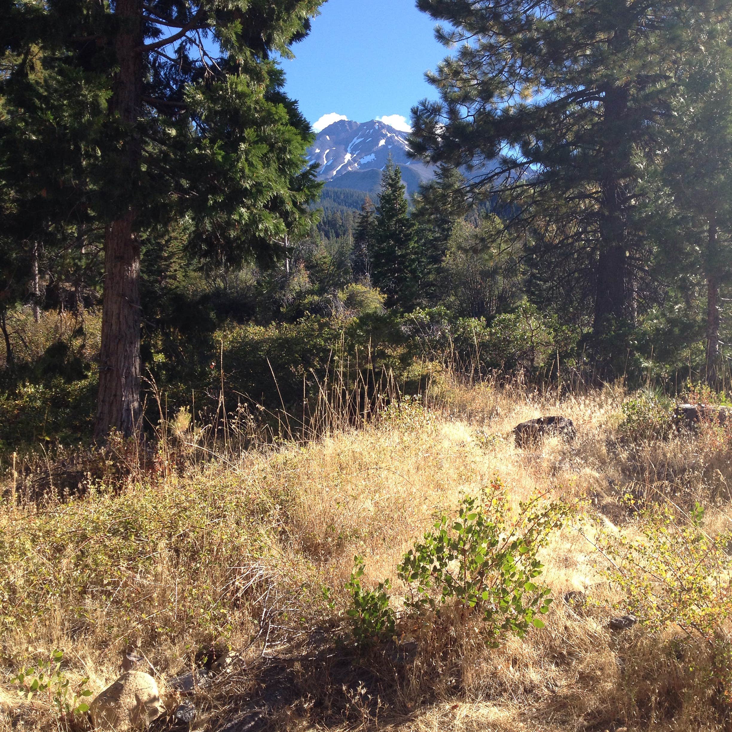 Camper-submitted photo at Mcbride Springs Campground near Weed, CA