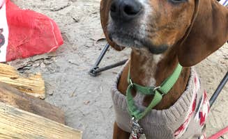 Deanna S.'s photo of camping with pets at Tuckahoe State Park Campground near Little Creek, DE