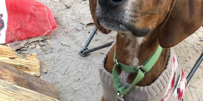 Camper submitted image from Tuckahoe State Park Campground
