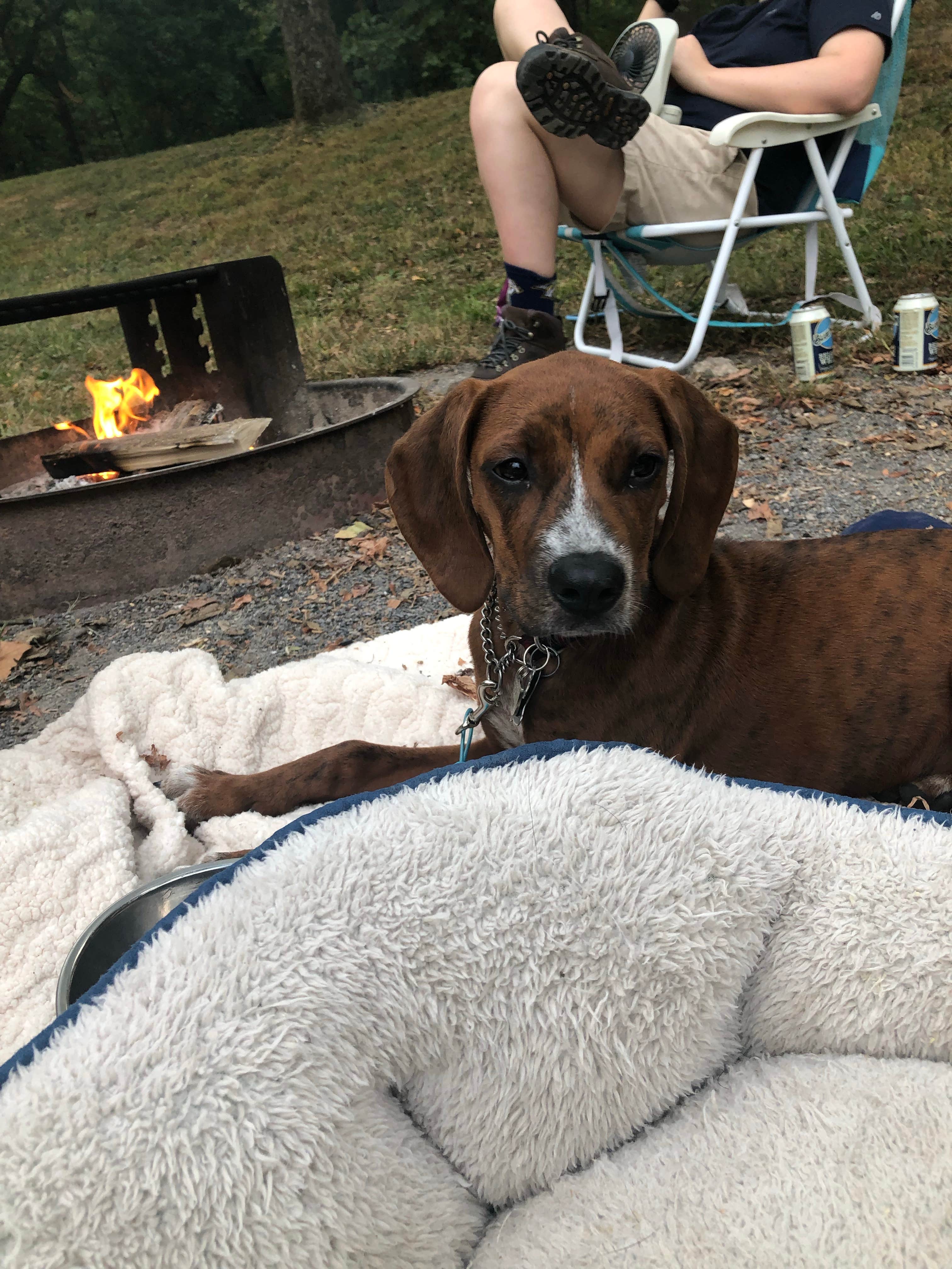 Deanna S.'s photo of camping with pets at Fifteen Mile Campground — Chesapeake and Ohio Canal National Historical Park near Big Cove Tannery, PA