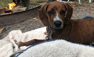 Deanna S.'s photo of camping with pets at Fifteen Mile Campground — Chesapeake and Ohio Canal National Historical Park near Cumberland, MD