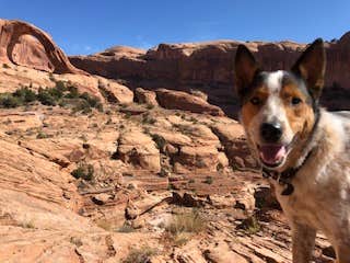 Isabelle K.'s photo of camping with pets at Gold Bar Group Sites near Moab, UT
