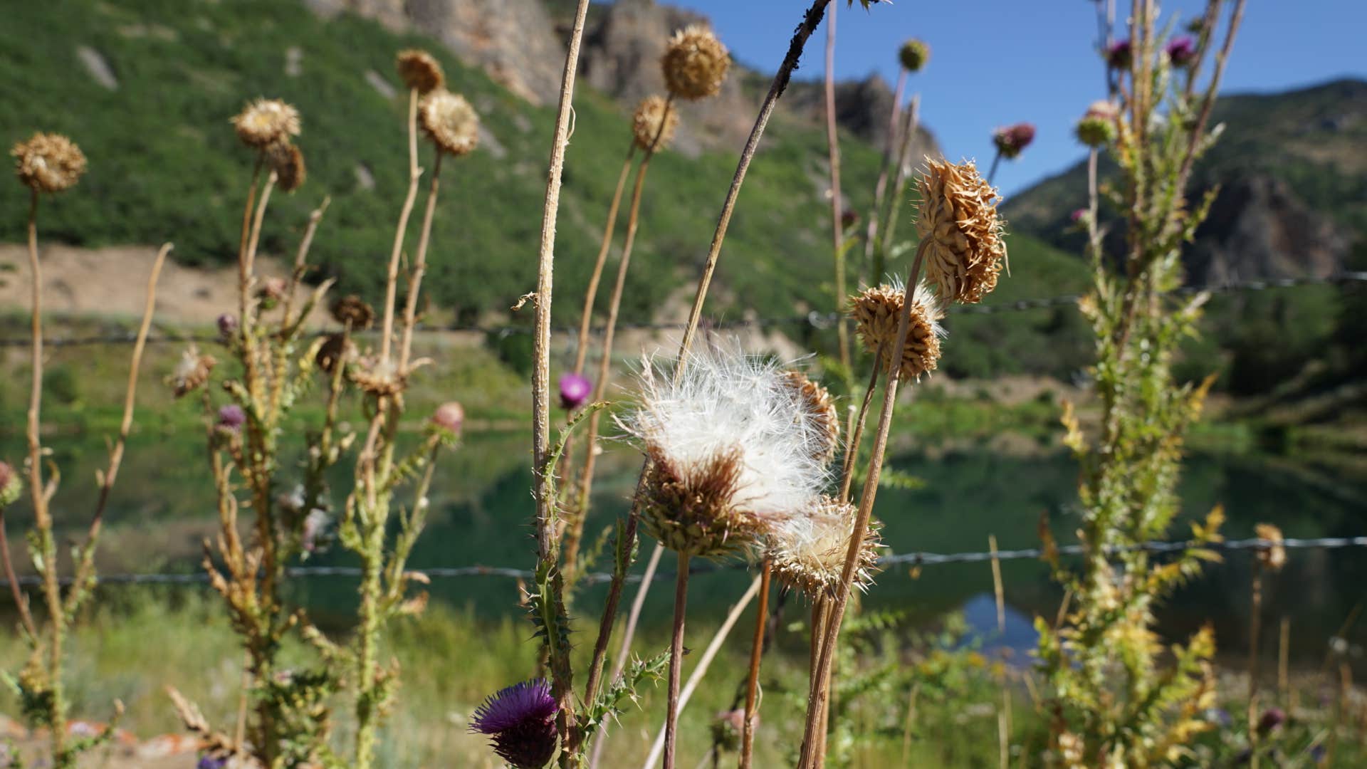 Camper submitted image from Weber Memorial Park - 3