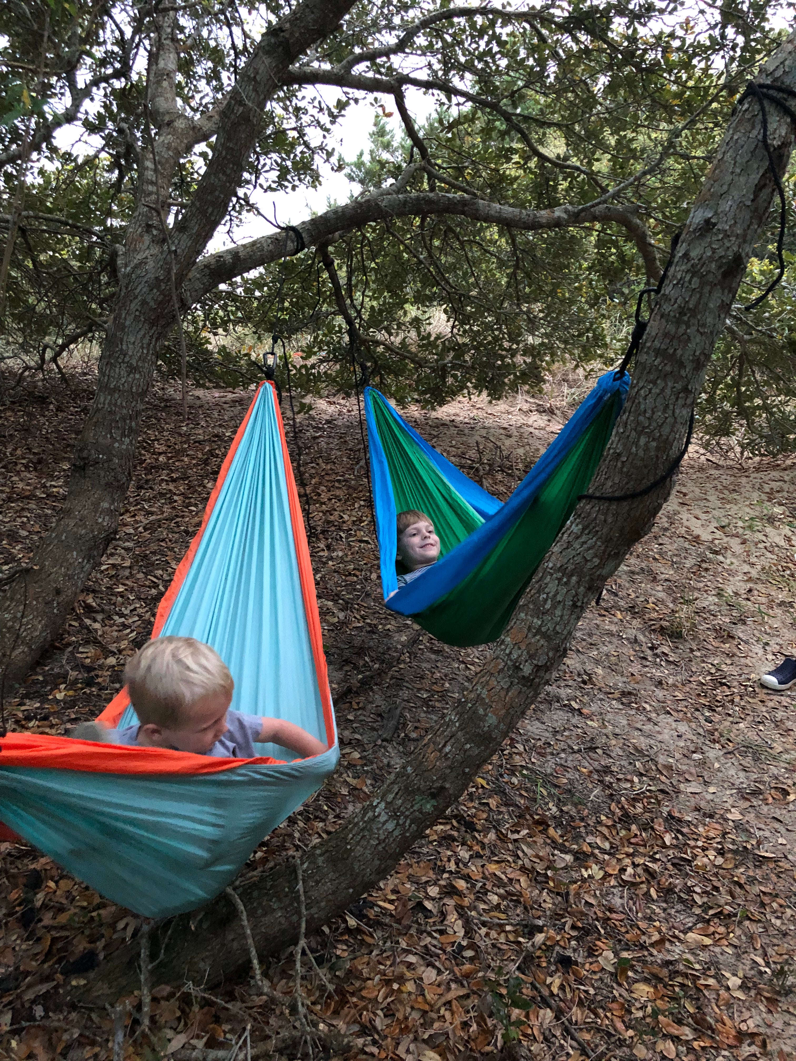 Great trees for the hammocks