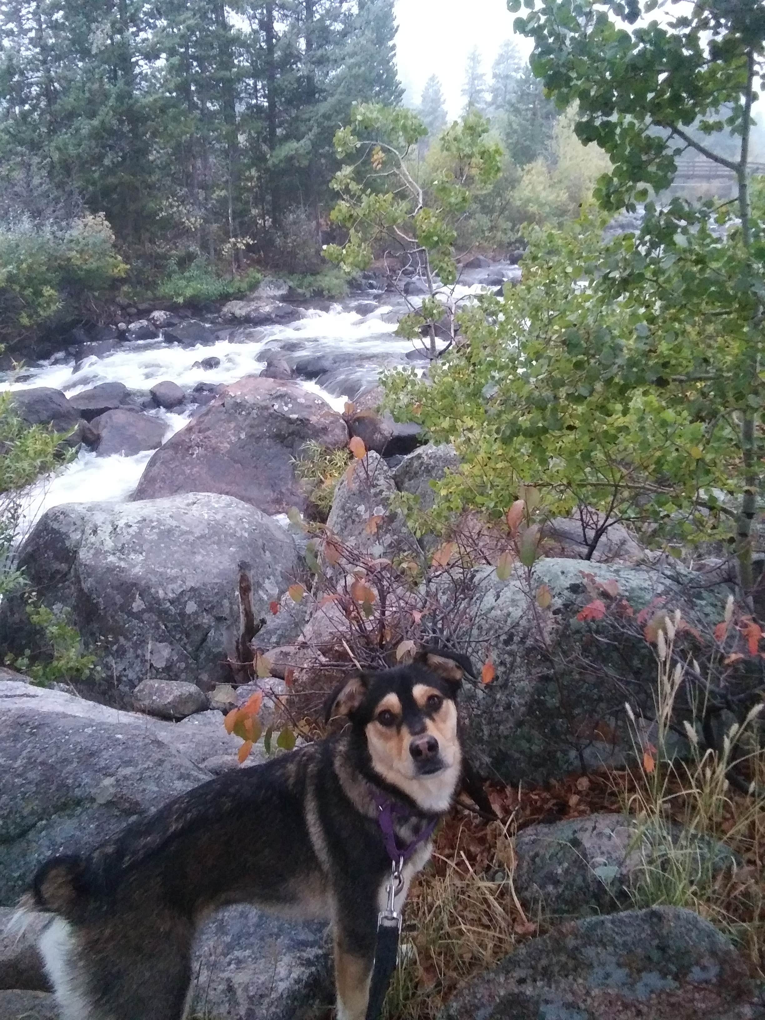 Emma K.'s photo of camping with pets at Sinks Canyon Campground near Lander, WY