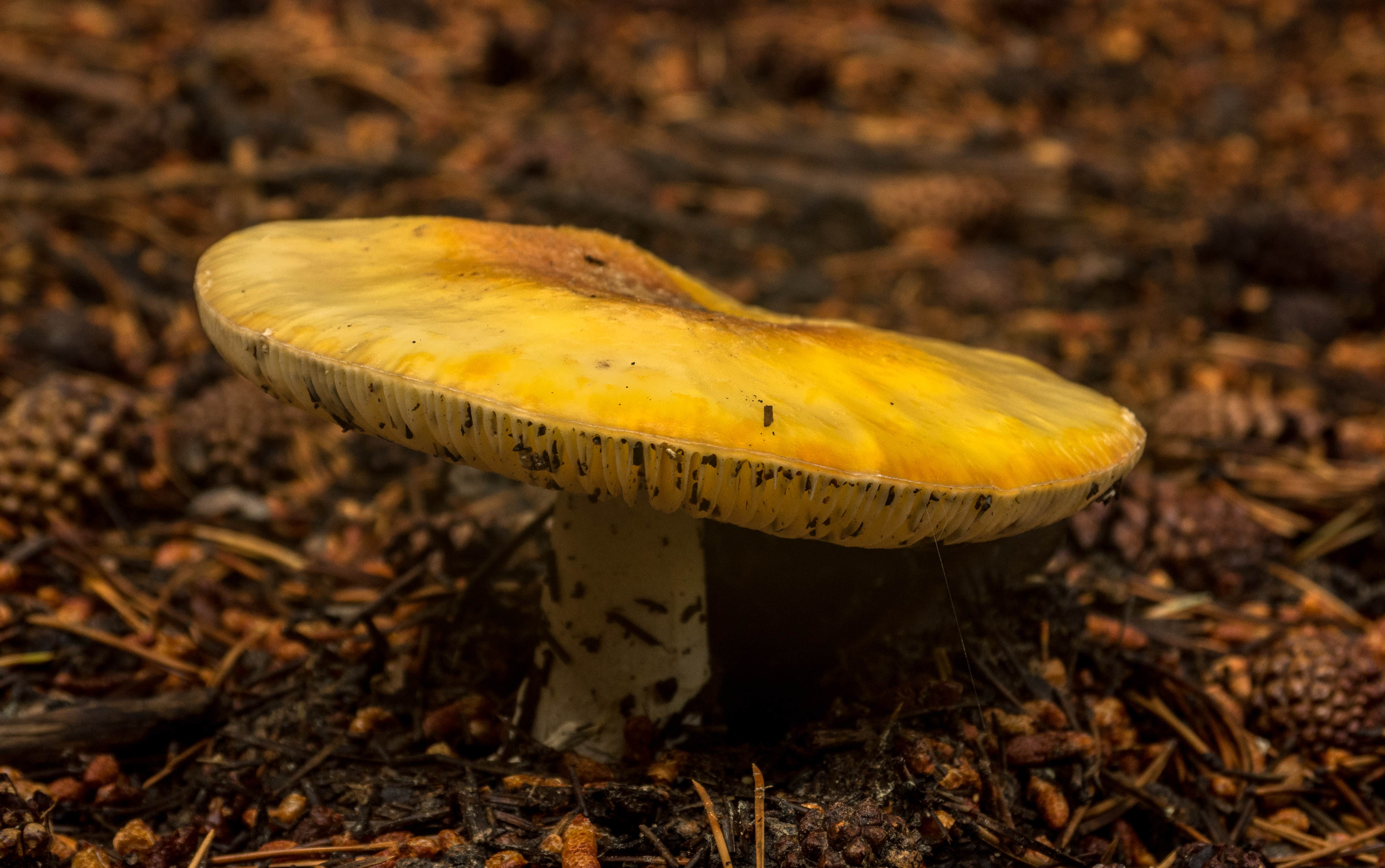 Camper-submitted photo at Jackass Spring Campground near Trinity Center, CA