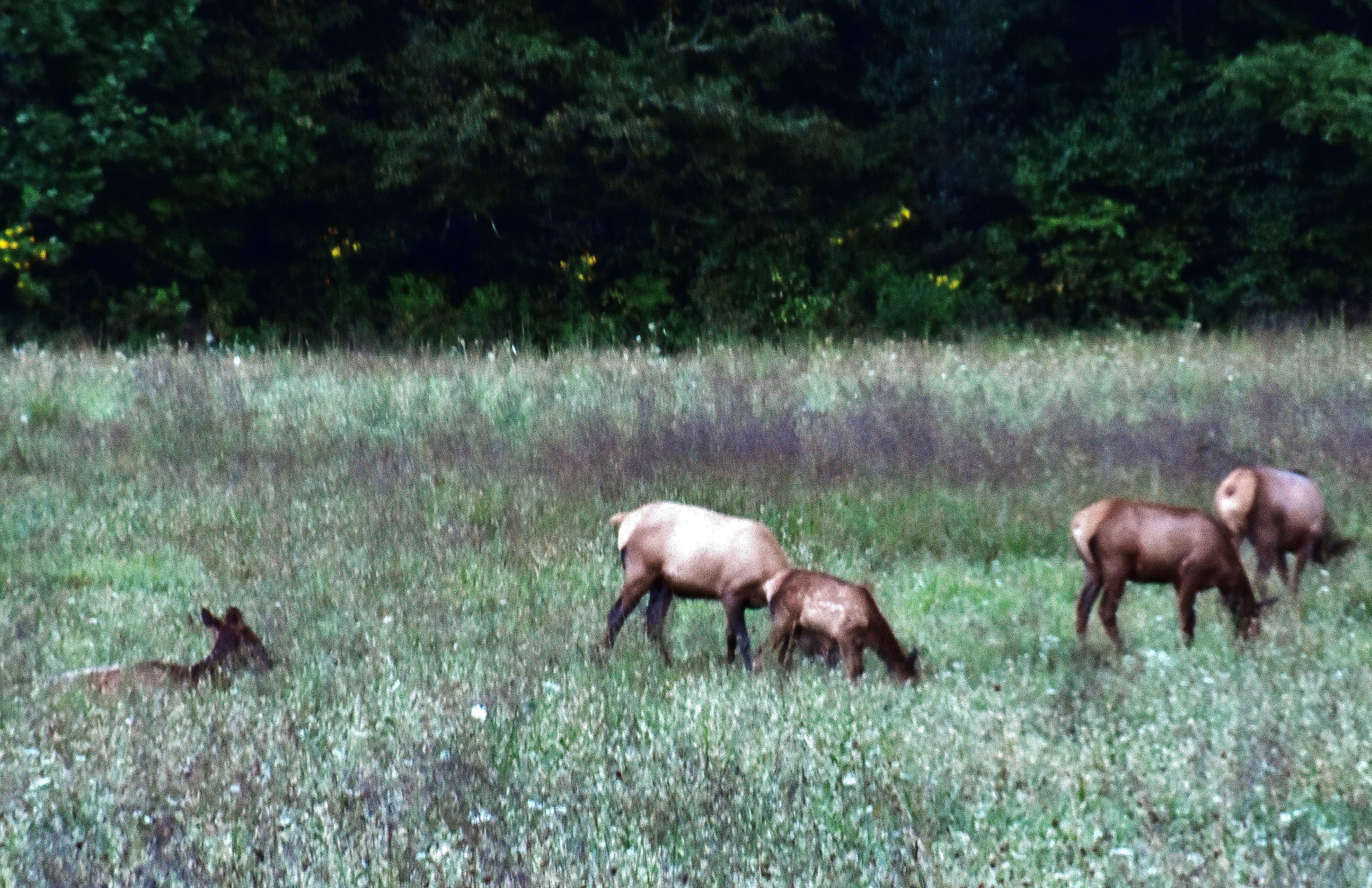 Lots of elk in and around Cherokee