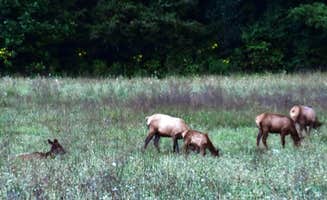 Myron C.'s photo of camping with pets at Lazy Turtle Campground & Cabins near Cherokee, NC