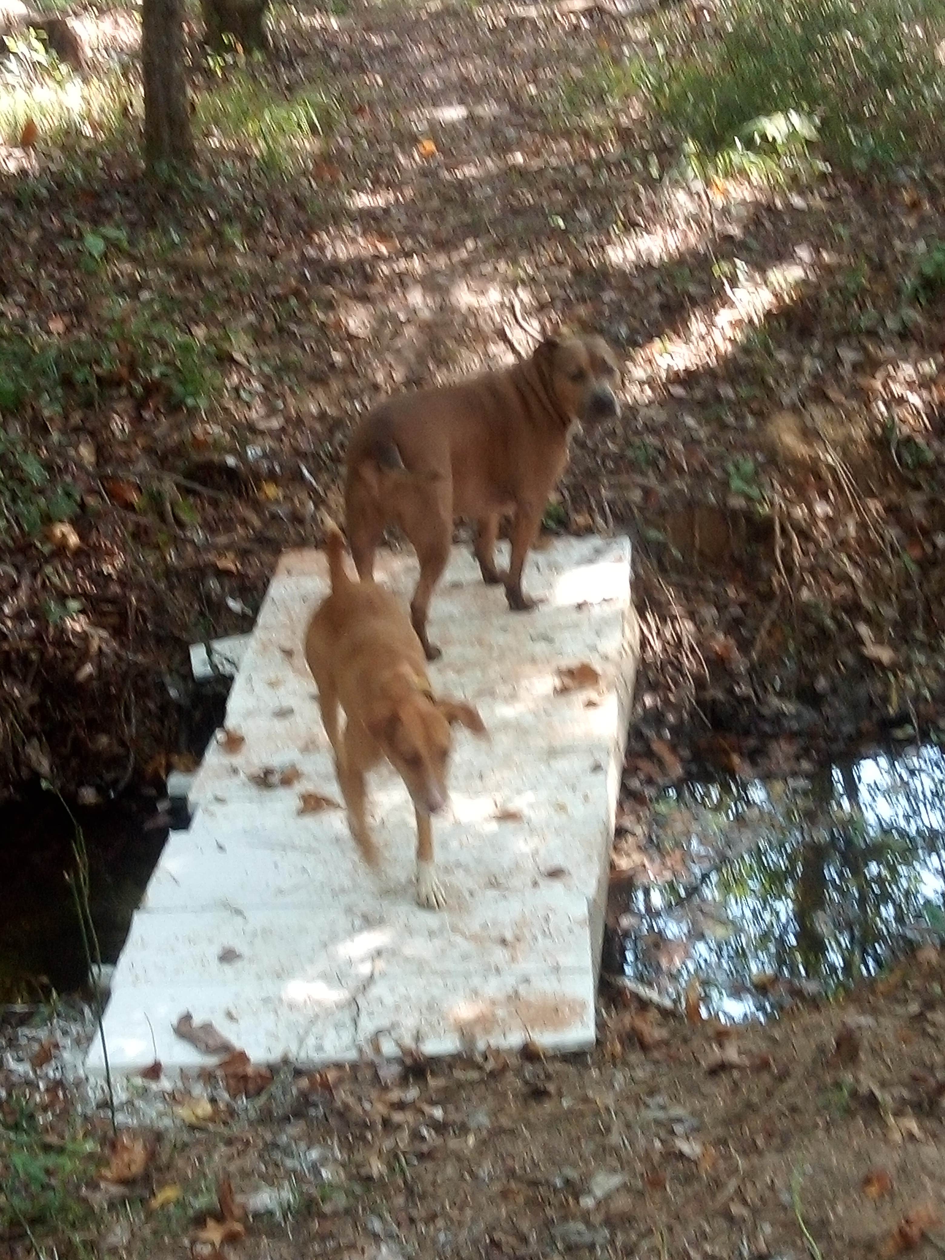 Anthony M.'s photo of camping with pets at Murchison Farm near Selma, AL