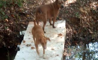Anthony M.'s photo of camping with pets at Murchison Farm near Selma, AL