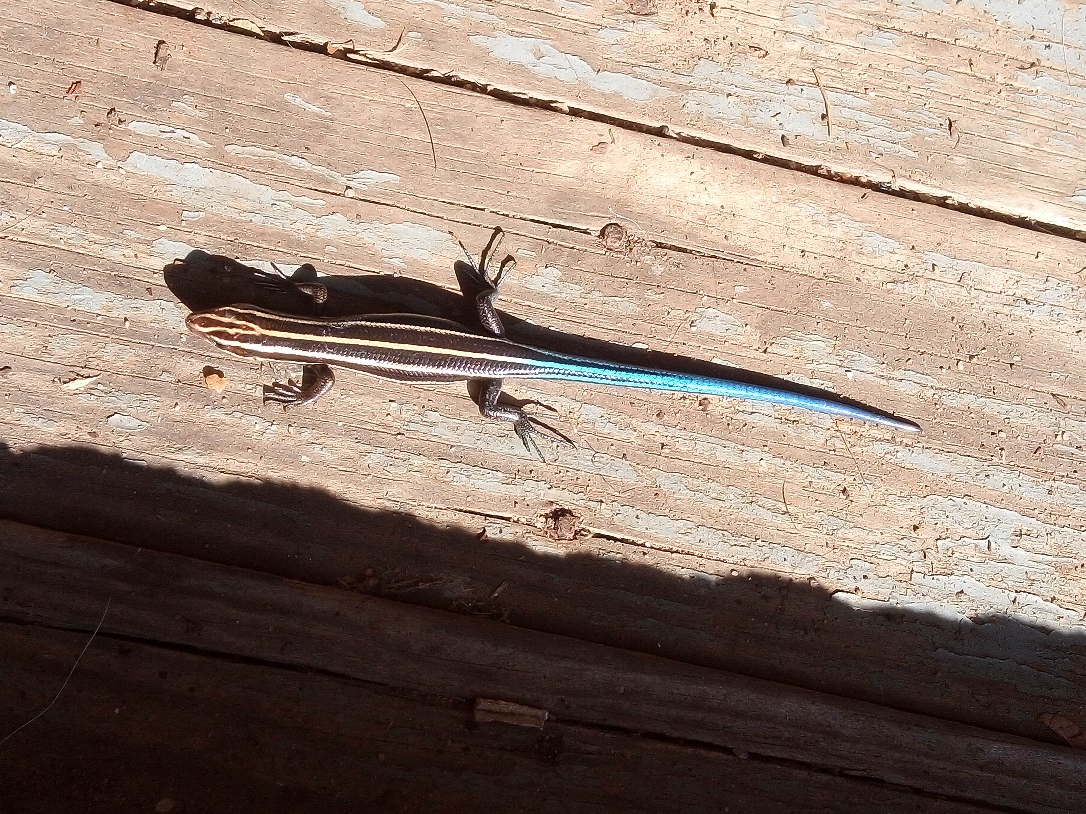 Camper-submitted photo at Murchison Farm near Andalusia, AL